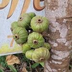 Ficus auriculata Fruto