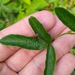 Grona adscendens Leaf