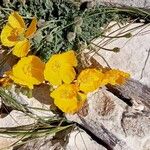 Papaver alpinum Цветок