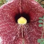 Aristolochia elegans Flower