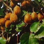 Actinidia arguta Fruit