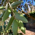 Metrosideros excelsa Leaf