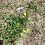 Potentilla recta Flor