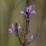 Lavandula canariensis 花