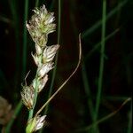 Carex disticha अन्य