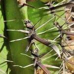 Ferocactus herrerae Foglia