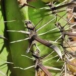 Ferocactus herrerae Hostoa