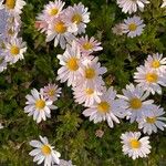 Chrysanthemum zawadzkii Fiore