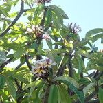 Plumeria rubraBlomst