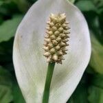 Spathiphyllum blandum Floare