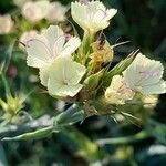 Dianthus knappii Flower