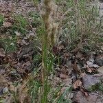 Andropogon bicornis Leaf