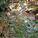 Macrozamia lucida Blad