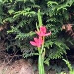 Hesperantha coccineaFlower