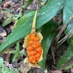 Iris foetidissima Fruit