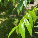 Pistacia chinensis Blad