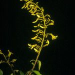 Vochysia tomentosa Flower