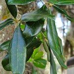 Quercus virginiana Φύλλο