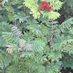 Sorbus aucupariaBlad