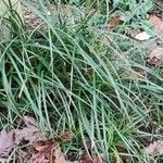 Carex sylvatica Fuelha
