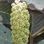 Phytolacca acinosa Fruit