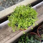 Sedum japonicum Lapas