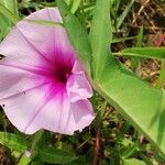 Ipomoea aquatica Blüte