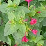 Mirabilis jalapa Habitus