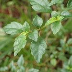 Pilea urticifolia Hostoa