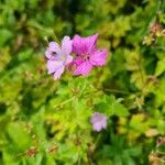 Geranium x oxonianumFlor