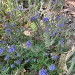 Phacelia distans Flower