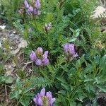 Astragalus danicus Vekstform