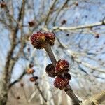 Ulmus pumila Blüte