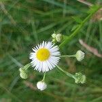 Erigeron strigosusКветка