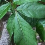 Rhus copallinum Leaf