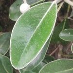 Pachystegia insignis Folha