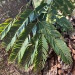 Parapiptadenia rigida Yaprak
