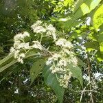 Callicarpa acuminata Ďalší