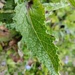 Verbascum creticum Листок