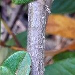 Cotoneaster salicifolius 樹皮