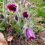 Pulsatilla vulgaris Habit