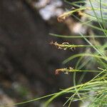 Carex vaginosa Habit