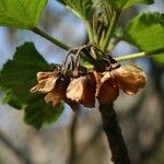 Dombeya acutangula Плід