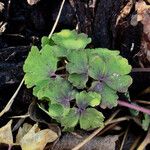 Aquilegia vulgaris Blad