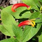 Centropogon granulosus Flower