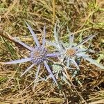 Eryngium planumBlomst