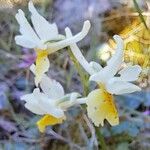 Orchis pauciflora Květ