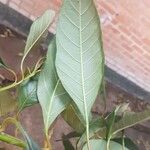 Citharexylum myrianthum Blatt