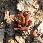 Sedum rubens Hoja