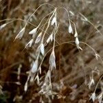 Chasmanthium latifolium Плід